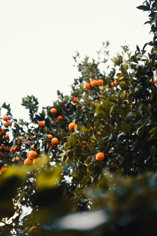 an orange tree with lots of oranges growing on it, by Carey Morris, trending on unsplash, renaissance, low quality footage, made of glazed, low angle shot, a high angle shot
