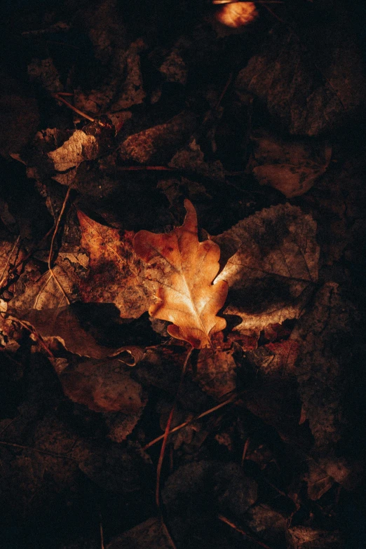 a close up of a leaf on the ground, an album cover, inspired by Elsa Bleda, unsplash contest winner, at a campfire at night, ignant, forest floor, dark. no text