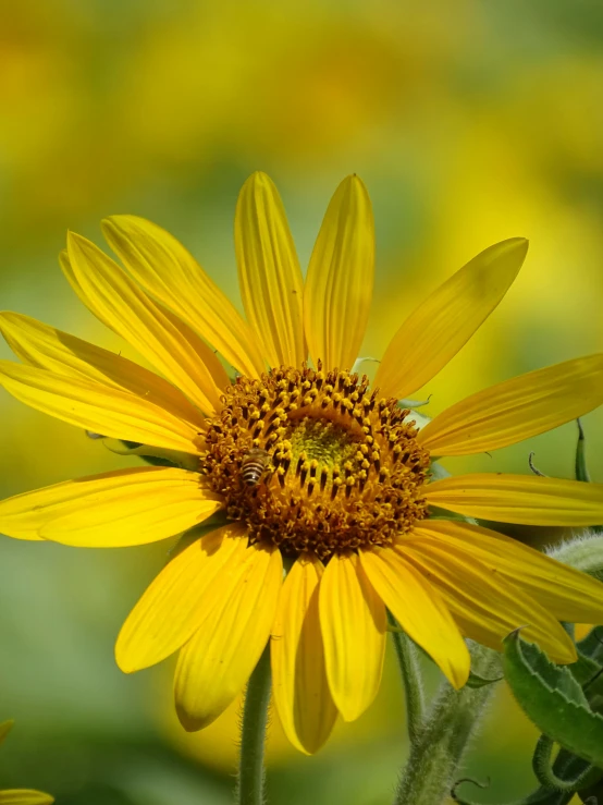 a close up of a sunflower in a field, by Linda Sutton, pexels contest winner, yellow flowers, today\'s featured photograph 4k, high detail photograph, slide show