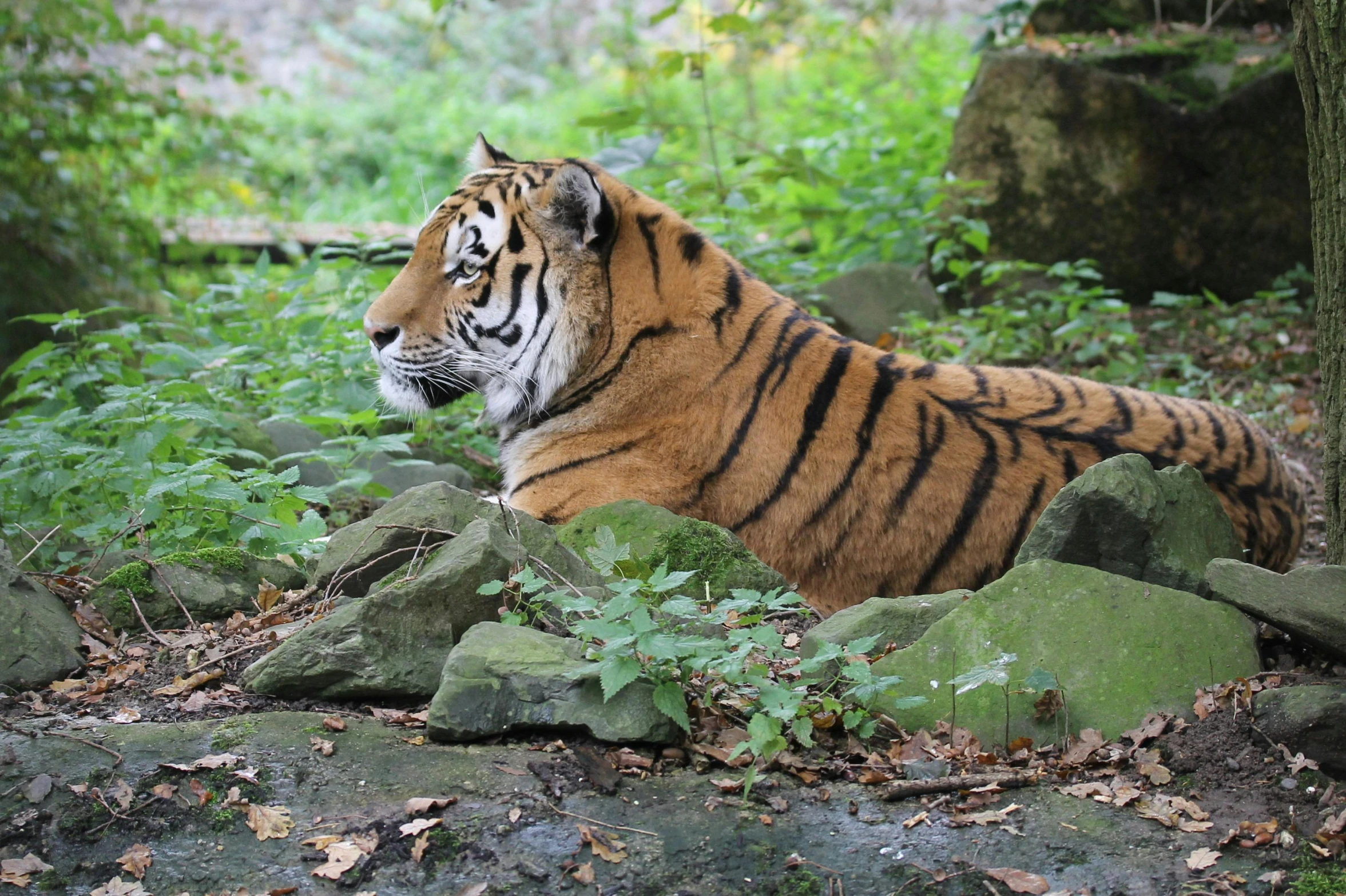 a tiger laying on top of a pile of rocks, by Adam Marczyński, pexels contest winner, amongst foliage, full body profile, today\'s featured photograph 4k, female gigachad