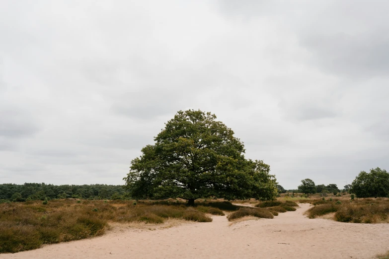 a lone tree sitting on top of a sandy field, unsplash, land art, ancient oak forest, the netherlands, 2000s photo