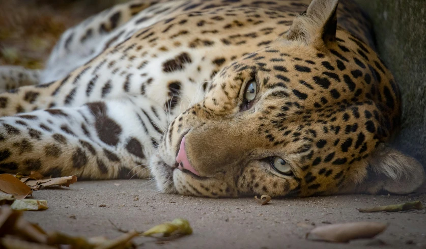 a close up of a leopard laying on the ground, by Daniel Lieske, pexels contest winner, fan favorite, markings on his face, lisa brawn, bottom body close up