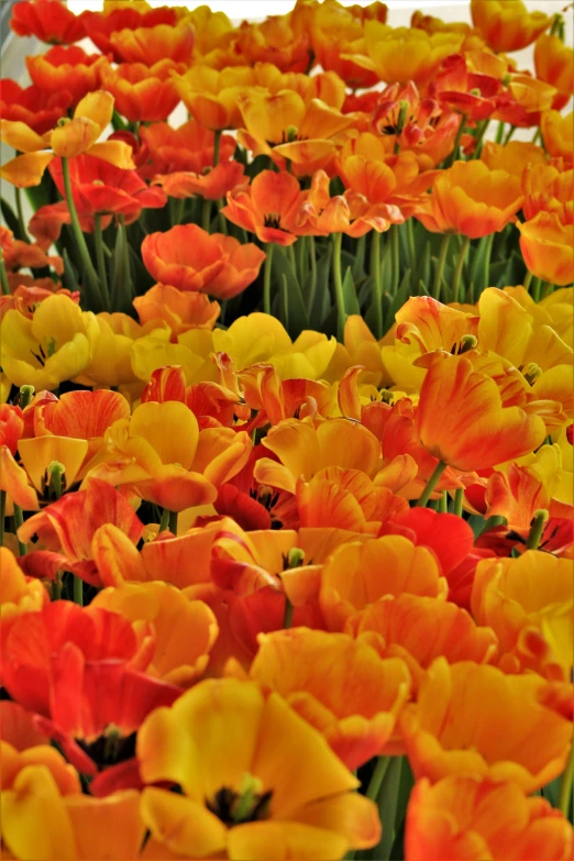 a field of orange and yellow tulips, inspired by Monet, shades of gold display naturally, award winning