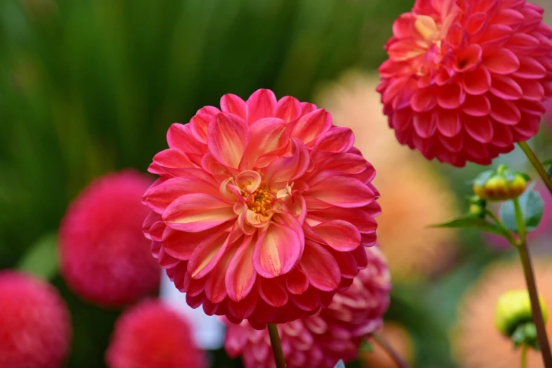 a couple of red flowers sitting on top of a lush green field, dahlias, 'groovy', full product shot, vibrant pink