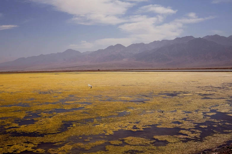 a large body of water with mountains in the background, a photo, by Elsa Bleda, land art, algae, desert transition area, medium format color photography, crane