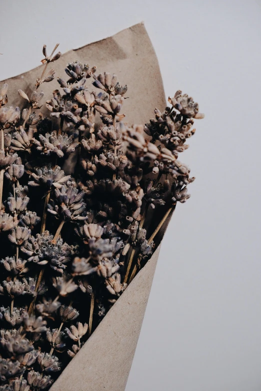 a bunch of dried flowers in a brown paper bag, trending on unsplash, lavender, on a gray background, thighs close up, 1 6 x 1 6