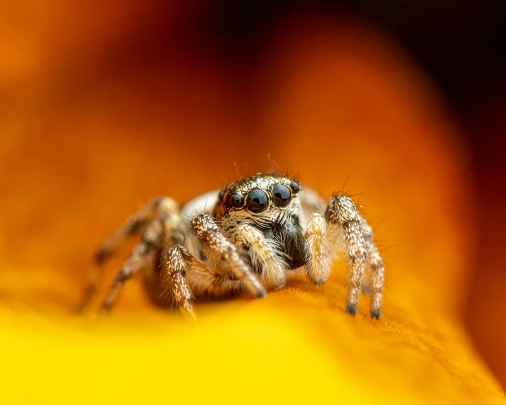 a close up of a spider on a yellow flower, by Adam Marczyński, pexels contest winner, in front of an orange background, silver eyes full body, hyperreal highly detailed 8 k, cute little creature