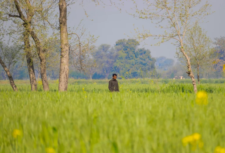 a man standing in a field of tall grass, by Manjit Bawa, pexels contest winner, renaissance, central farm, trees in the background, colour photograph, people walking around