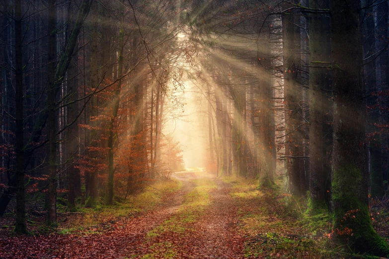 the sun shines through the trees in a forest, by Eglon van der Neer, pexels contest winner, autumn rain turkel, blossoming path to heaven, standing under a beam of light, steampunk forest