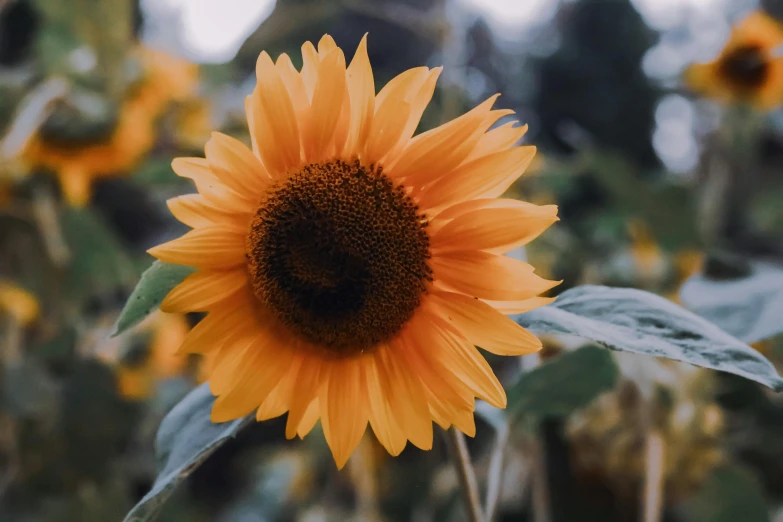 a close up of a sunflower in a field, pexels contest winner, dark grey and orange colours, delightful surroundings, ayne haag, 🦩🪐🐞👩🏻🦳