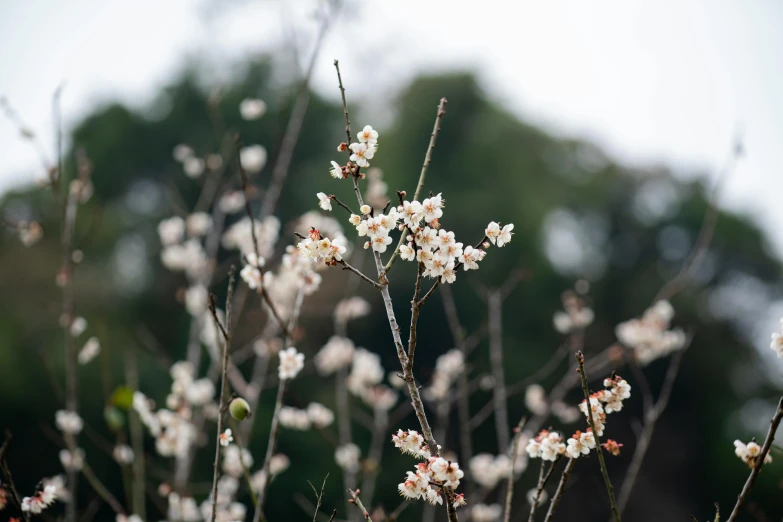 a bunch of white flowers sitting on top of a tree, inspired by Maruyama Ōkyo, trending on unsplash, with fruit trees, taiwan, medium format, brown