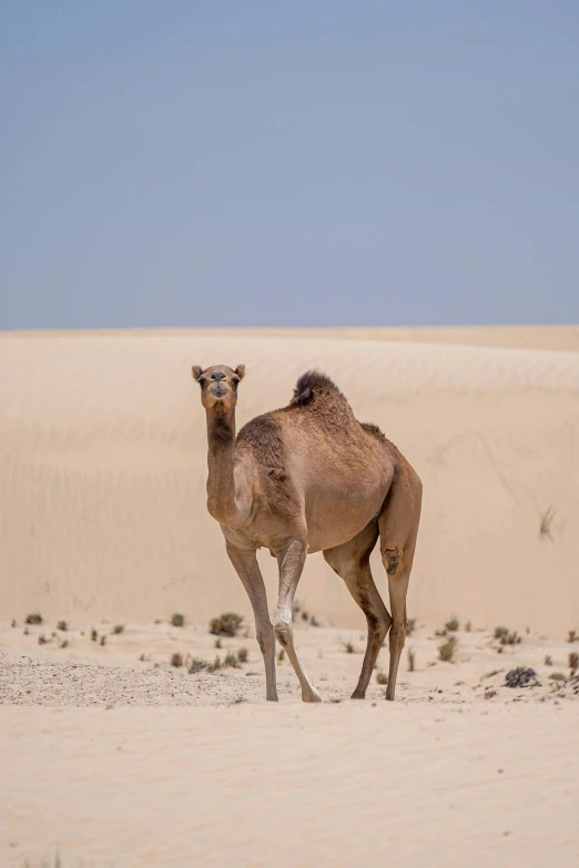 a camel standing in the middle of a desert, facing away from the camera, in the desert beside the gulf, sand banks