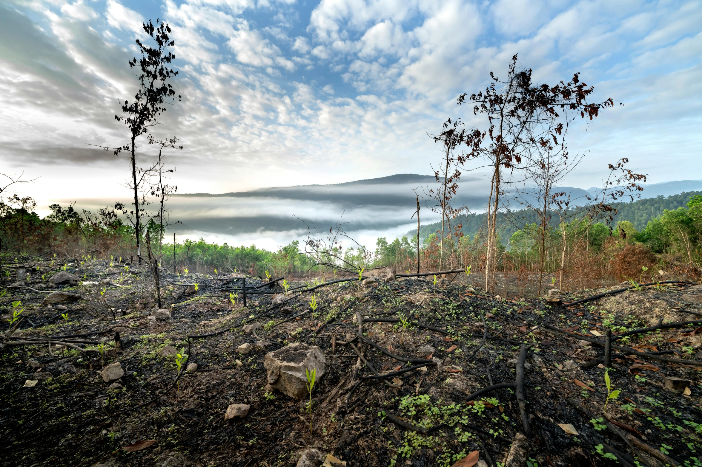 a group of trees that are standing in the dirt, by Jesper Knudsen, unsplash contest winner, land art, forest fires in the distance, smoke and rubble, forest with lake, indonesia