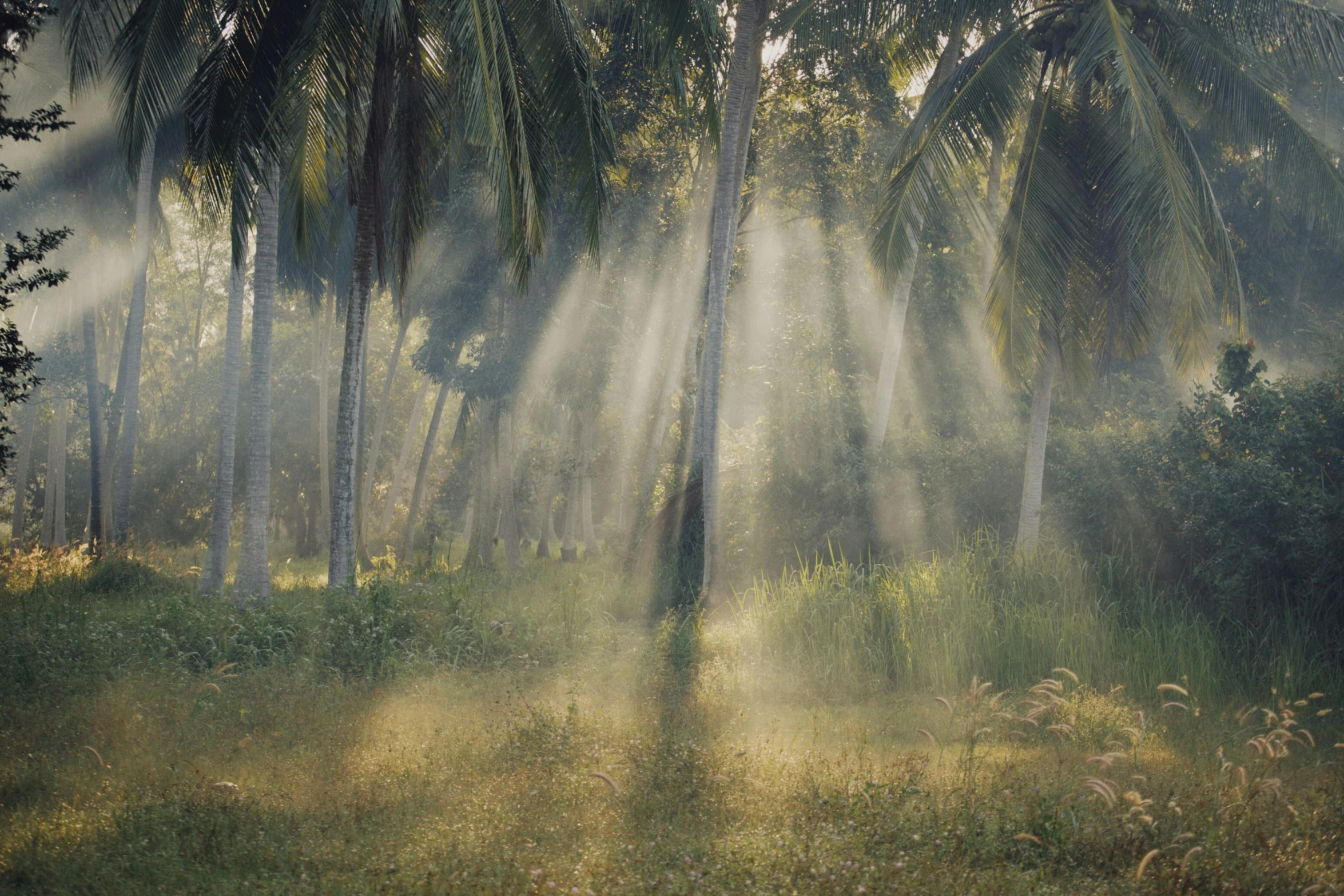 the sun shines through the trees in the jungle, unsplash contest winner, light and space, sri lankan landscape, rinko kawauchi, style of joel meyerowitz, blessing palms