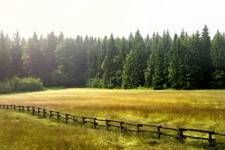 a fence in a field with trees in the background, inspired by Thomas Häfner, pexels contest winner, lush evergreen forest, a wooden, grazing, summer morning