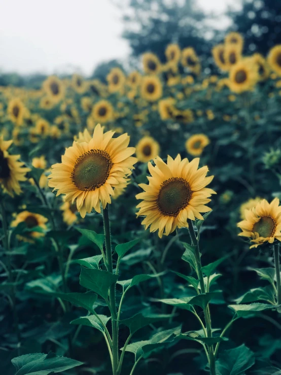 a field of sunflowers with trees in the background, a picture, trending on unsplash, 🐿🍸🍋, grey, instagram picture, evenly lit