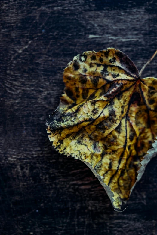 a close up of a leaf on a wooden surface, inspired by Elsa Bleda, trending on pexels, art photography, the yellow creeper, moldy, folded, today\'s featured photograph 4k