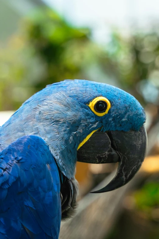 a blue and yellow parrot sitting on top of a wooden fence, up-close, round faced, shot with sony alpha, navy