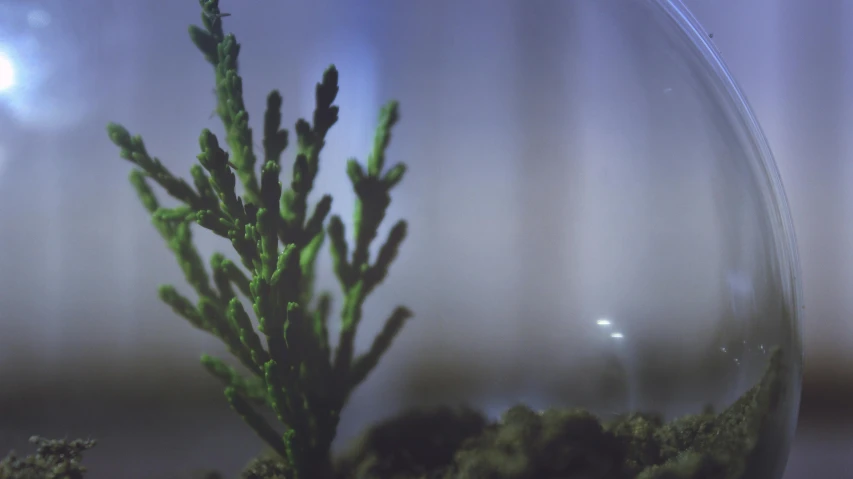 a close up of a plant in a glass bowl, inspired by Elsa Bleda, unsplash, environmental art, forest at night, abstract claymation, low quality photo, 🌲🌌