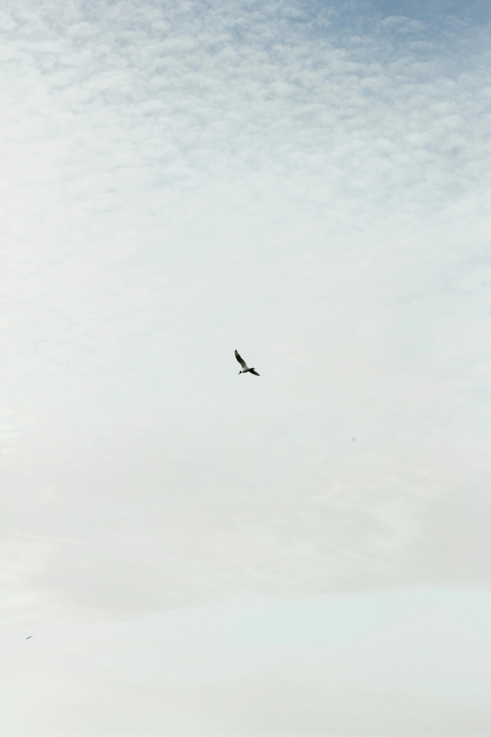 there is a bird that is flying in the sky, by Niko Henrichon, minimalism, digital photo, white space in middle, hziulquoigmnzhah, vulture