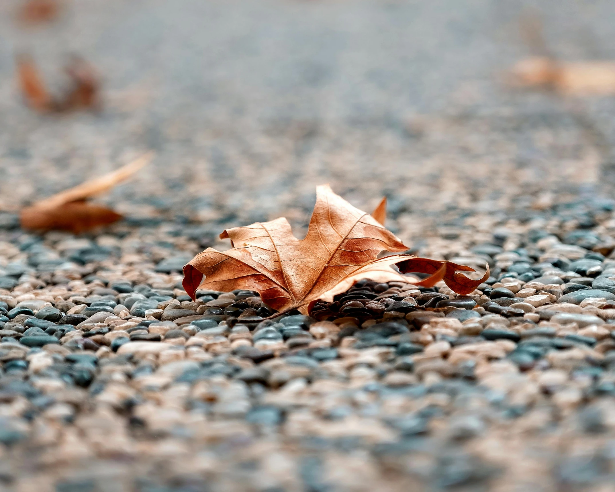 a leaf that is laying on the ground, by Niko Henrichon, trending on pexels, photorealism, brown, lonely, 15081959 21121991 01012000 4k