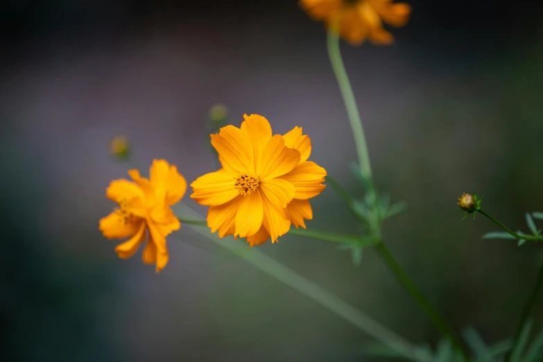 a group of yellow flowers sitting on top of a lush green field, by John Gibson, unsplash, minimalism, miniature cosmos, orange glow, medium format, against dark background