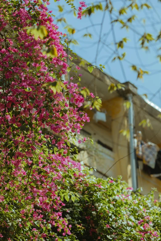 a clock that is on the side of a building, a picture, by Niko Henrichon, trending on unsplash, bougainvillea, tel aviv street, overhanging branches, viewed from a distance