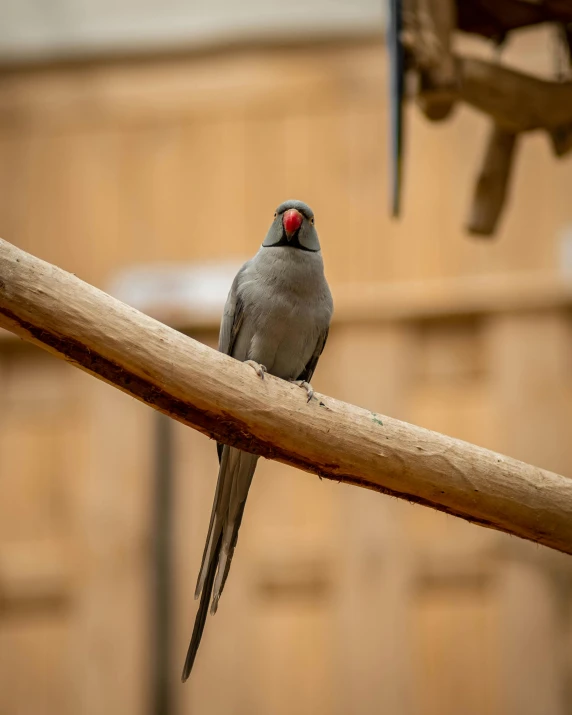 a bird that is sitting on a branch, grey skinned, on a wooden tray, taken with sony a7r camera, no cropping