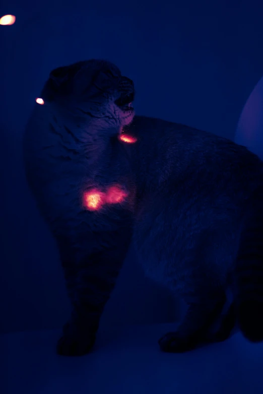 a cat that is sitting in the dark, detailed glowing red implants, lazertag, cats on her side, luminescent fabrics