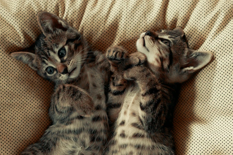 a couple of cats laying on top of a couch, a picture, shutterstock contest winner, cute kittens, gif, high angle shot, brown