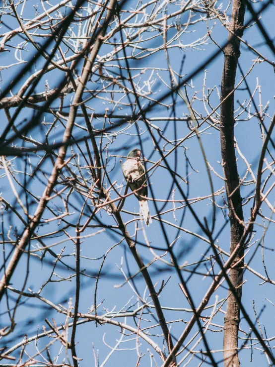 a bird sitting on top of a tree branch, inspired by Elsa Bleda, unsplash, disposable camera photo, zoomed out full body, bare trees, minn