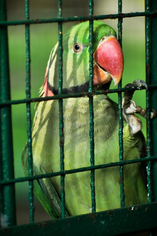 a close up of a parrot in a cage, full of greenish liquid, al fresco, green and red, exasperated