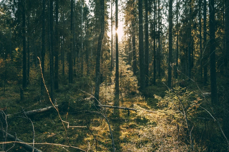 the sun is shining through the trees in the woods, by Jesper Knudsen, unsplash contest winner, hurufiyya, golden hour 4k, ((forest)), forest picnic, detailed surroundings