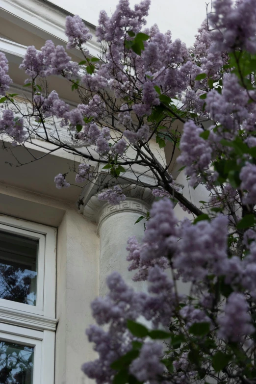 a tree with purple flowers in front of a building, a picture, unsplash, neoclassicism, bay window, face close - up, purple tubes, high detail photo