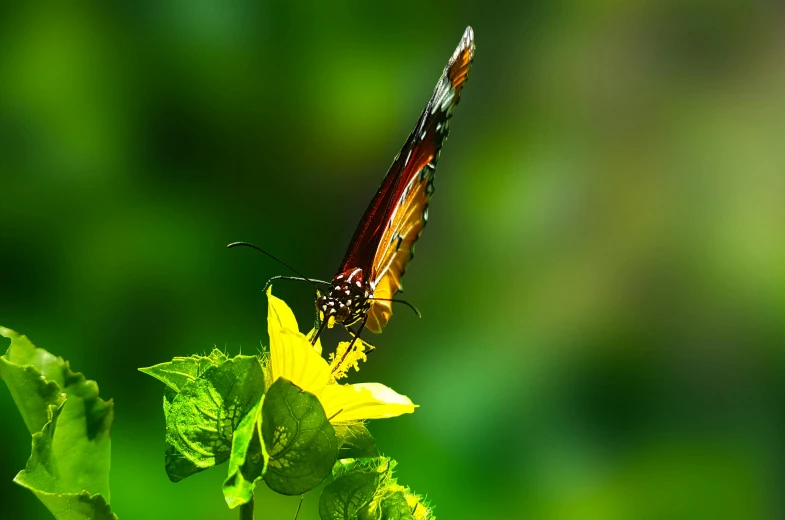 a butterfly sitting on top of a yellow flower, by Andries Stock, pixabay contest winner, sumatraism, low angle 8k hd nature photo, on a planet of lush foliage, profile shot, strong sunlight