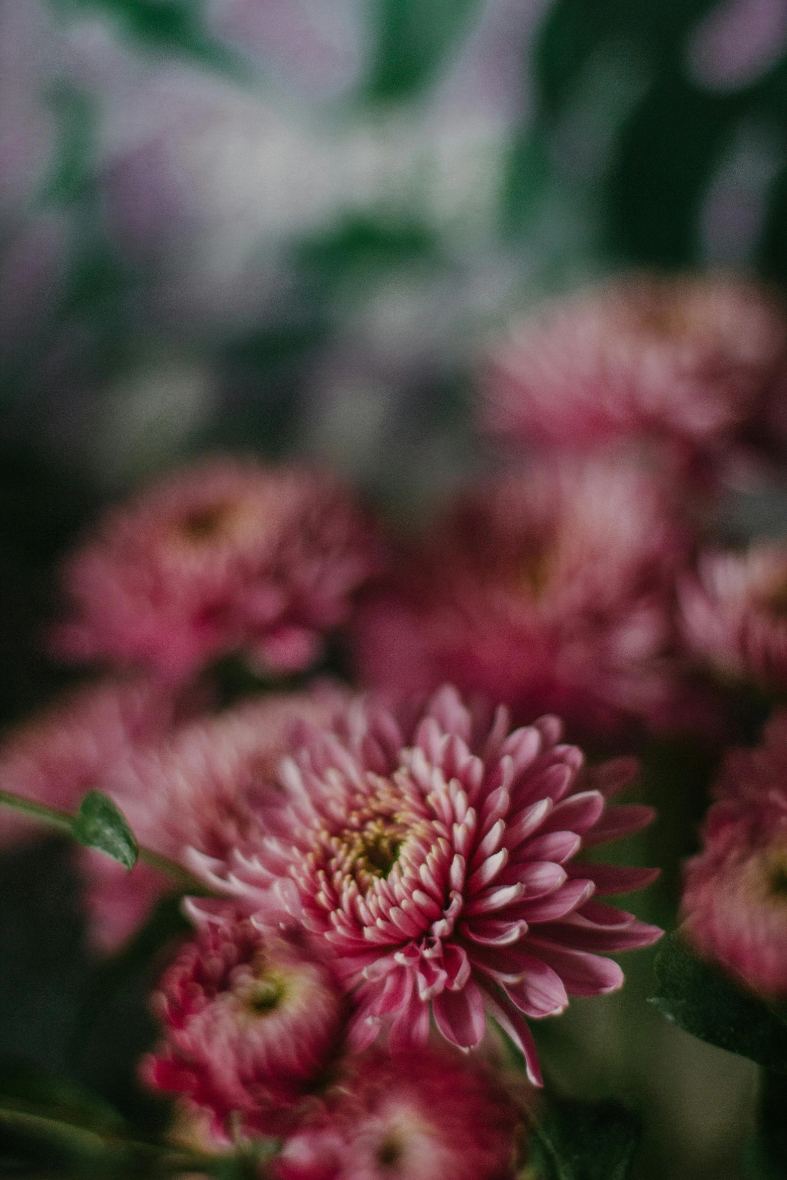 a bunch of pink flowers sitting on top of a table, by Carey Morris, trending on unsplash, chrysanthemum eos-1d, moody hazy lighting, closeup portrait, low detailed