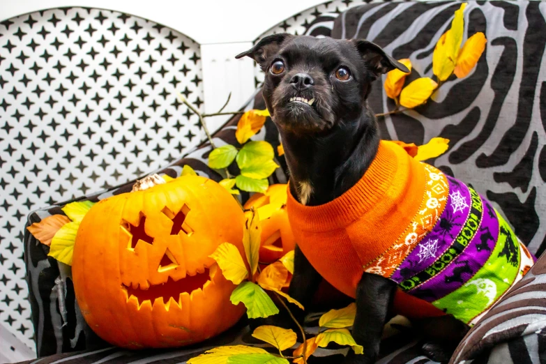 a small dog sitting on a couch next to a pumpkin, by Bernie D’Andrea, pexels, pop art, gothic clothing, square, costumes, is a stunning