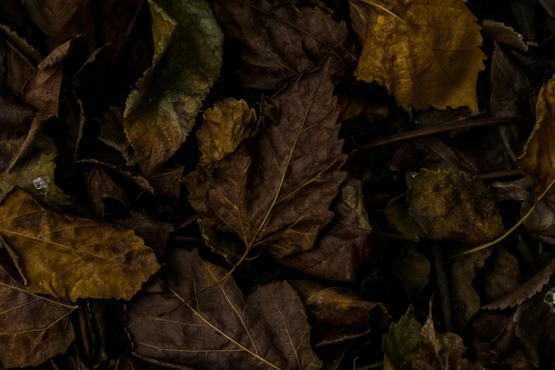 an apple sitting on top of a pile of leaves, an album cover, by Elsa Bleda, australian tonalism, brown, ignant, thumbnail, autumn leaves background