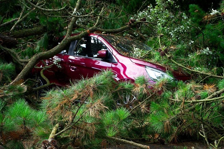 a red car sitting on top of a pile of trees, a photo, pixabay, hurricane, avatar image, cascadia, 🦩🪐🐞👩🏻🦳