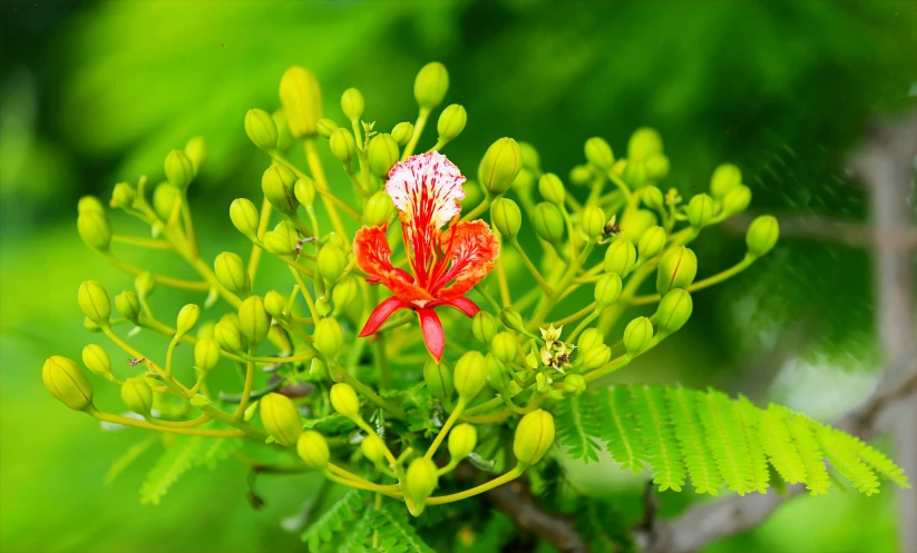 a close up of a flower on a tree, green and red plants, nuttavut baiphowongse, flame shrubs, seeds