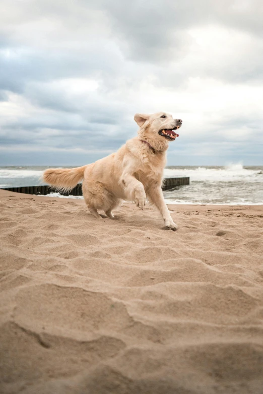 a dog sitting on top of a sandy beach, running towards the camera