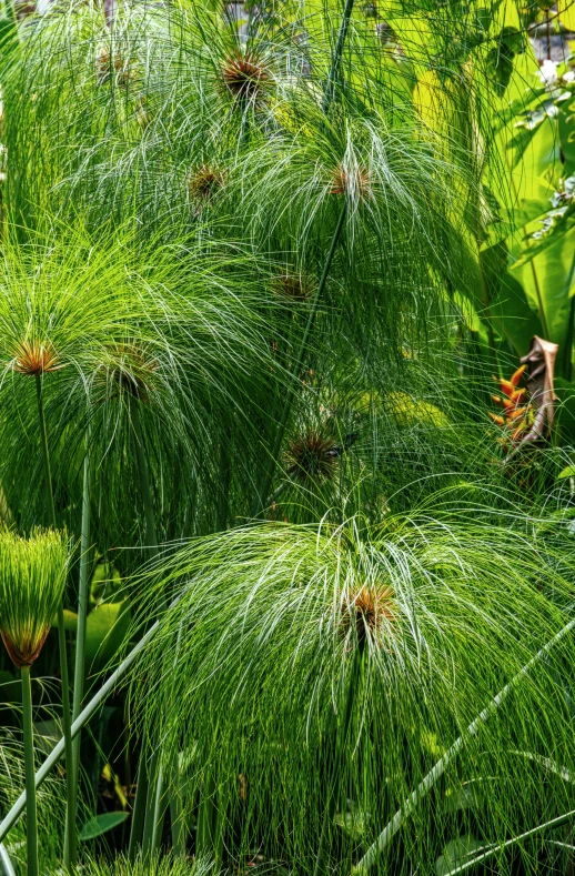 a garden filled with lots of green plants, hurufiyya, orange fluffy spines, intricate fine lines, tropical bird feathers, taken in the late 2010s