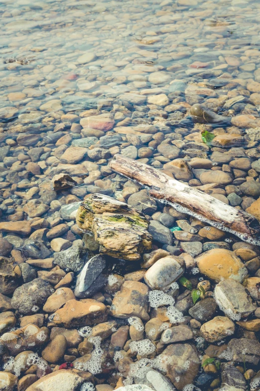 a log laying on top of a rocky beach, inspired by Elsa Bleda, small fish swimming around, flowing clear water creek bed, hazy water, brown cobble stones