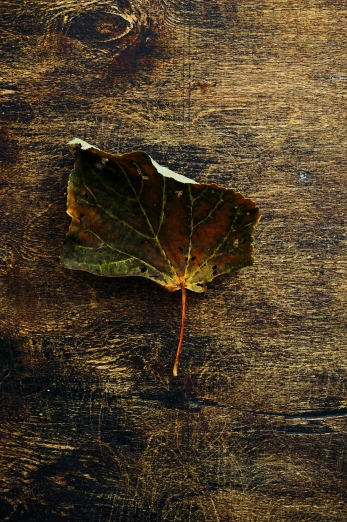 a leaf laying on top of a wooden table, by Alison Geissler, square, vivid)