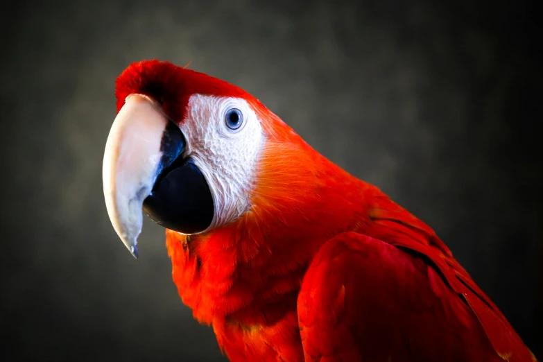 a close up of a parrot with a black background, pexels contest winner, high resolution print :1 red, on a gray background, 🦩🪐🐞👩🏻🦳, high resolution photo