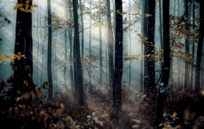 a forest filled with lots of tall trees, inspired by Elsa Bleda, unsplash contest winner, romanticism, alessio albi, medium format. soft light, late autumn, ((forest))