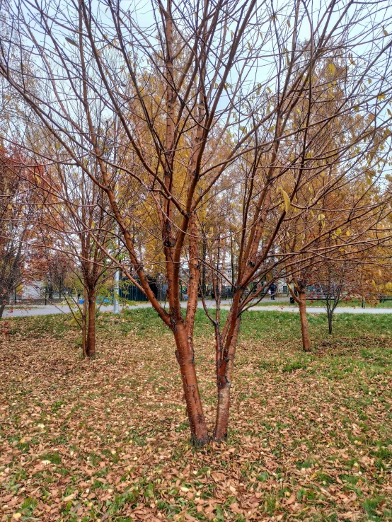 a red fire hydrant sitting in the middle of a park, ((trees)), autumnal empress, betula pendula, 2019 trending photo