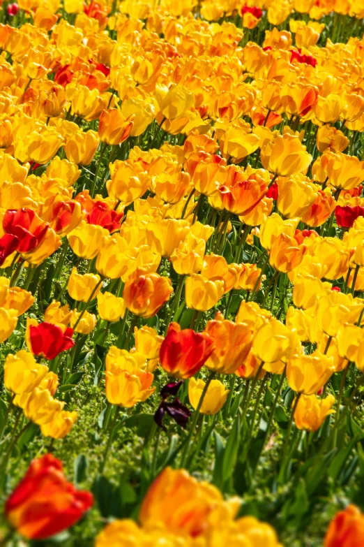 a field of yellow and red tulips, by David Simpson, complementary colours, boston, very sunny, f/2.5