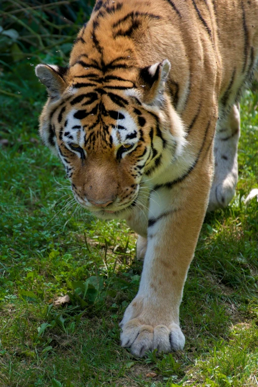 a tiger walking across a lush green field, flickr, in the zoo exhibit, up close, paw pov, zoomed in
