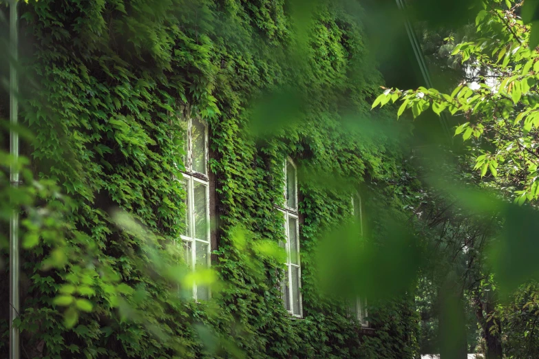 a couple of people that are standing in front of a building, a picture, inspired by Elsa Bleda, pexels contest winner, environmental art, overgrown with lush vines, little windows, in green forest, istock